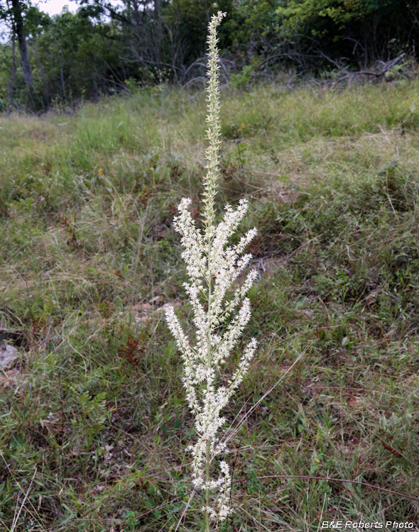 Stenanthium