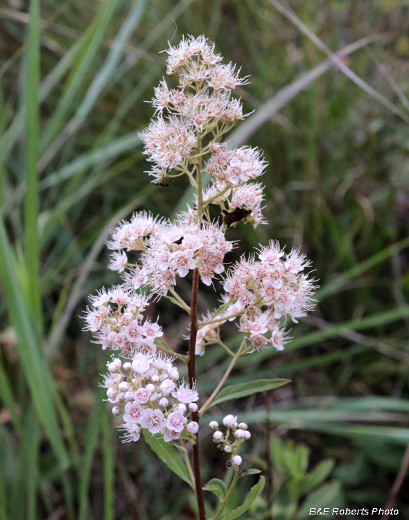 White_Meadowsweet