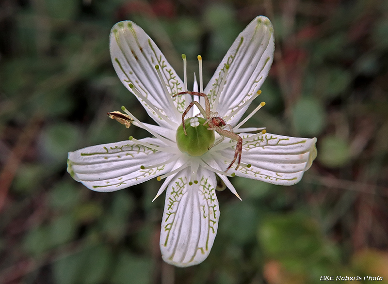 Parnassia_spider