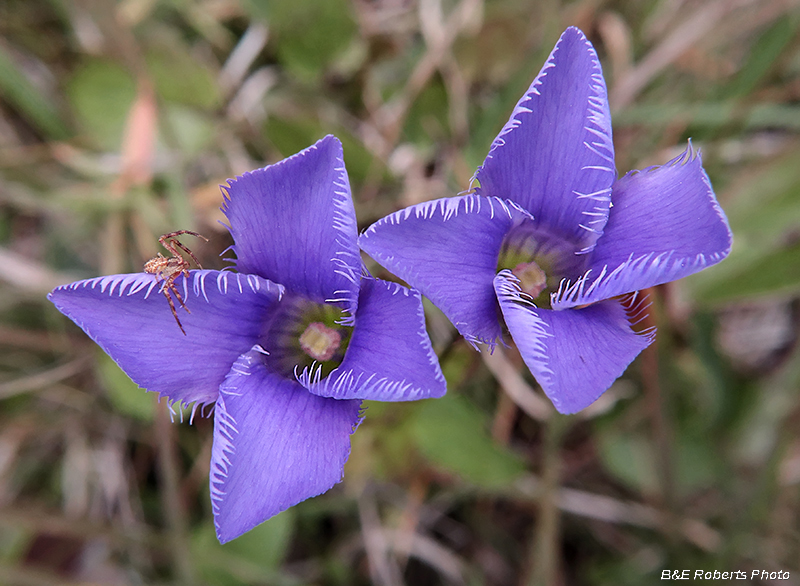 Fringed_Gentians