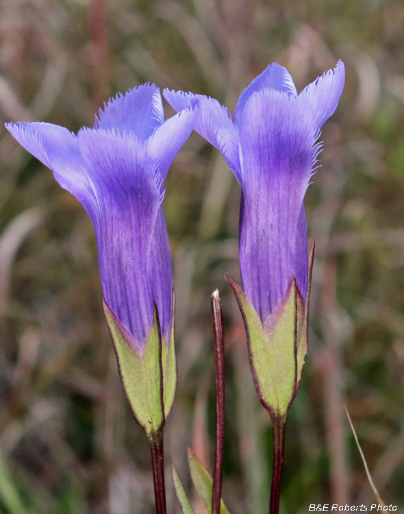 Fringed_Gentians