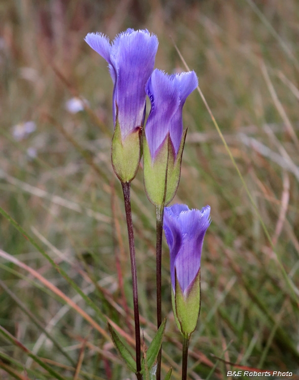 Fringed_Gentians