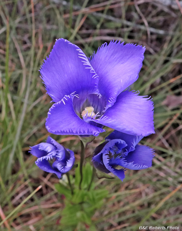 Fringed_Gentians