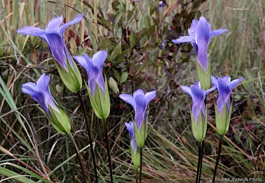 Fringed_Gentians