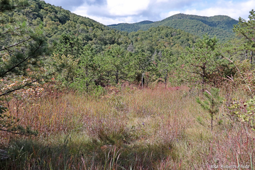 Barrens_habitat