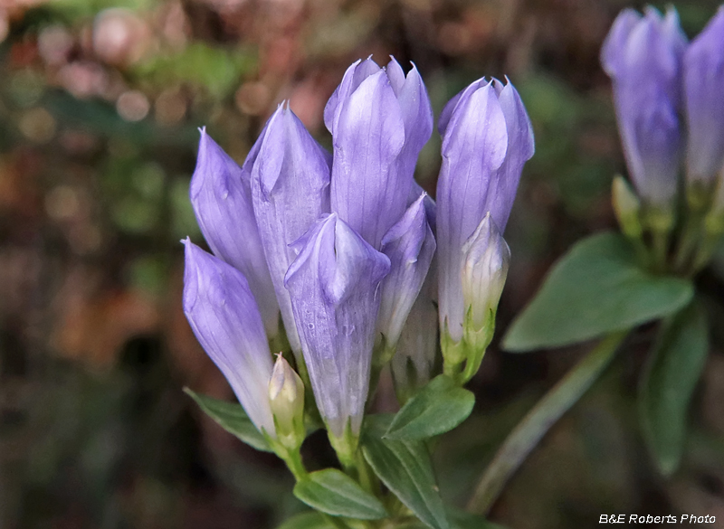 Stiff_Gentian