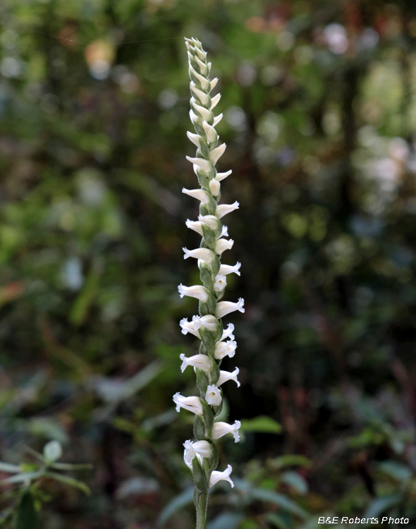 Spiranthes_cernua