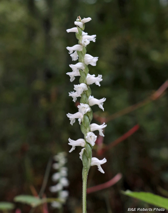 Spiranthes_cernua