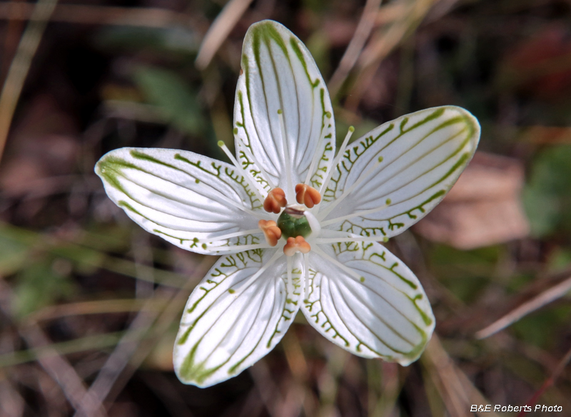 Parnassia