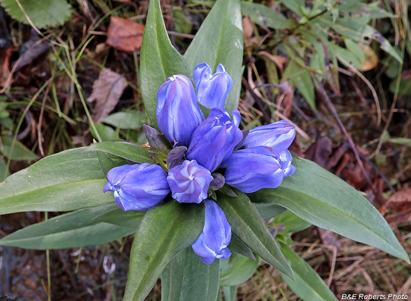 Soapwort_Gentian