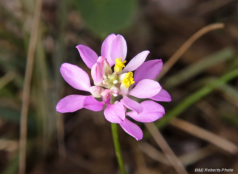 Curtiss_Milkwort