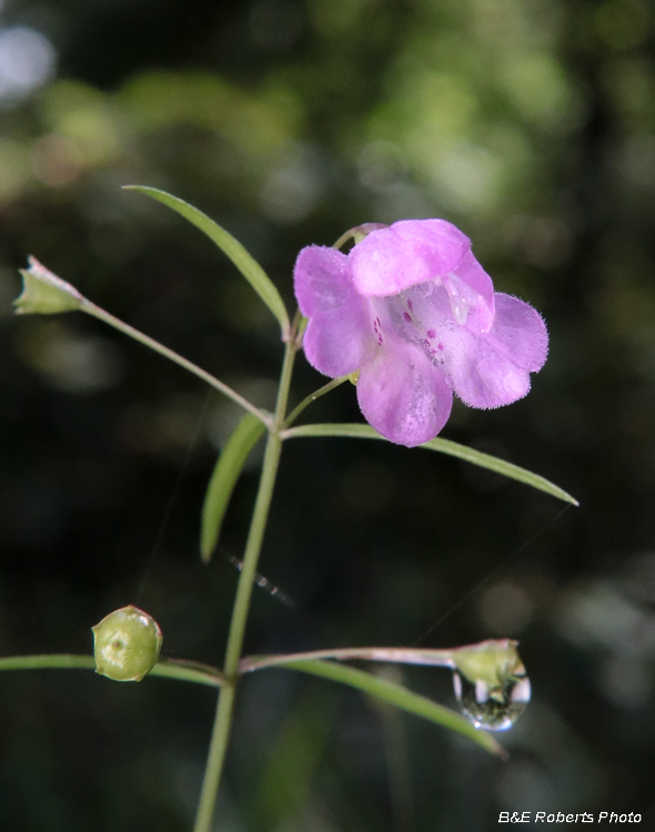 Agalinis_tenuifolia