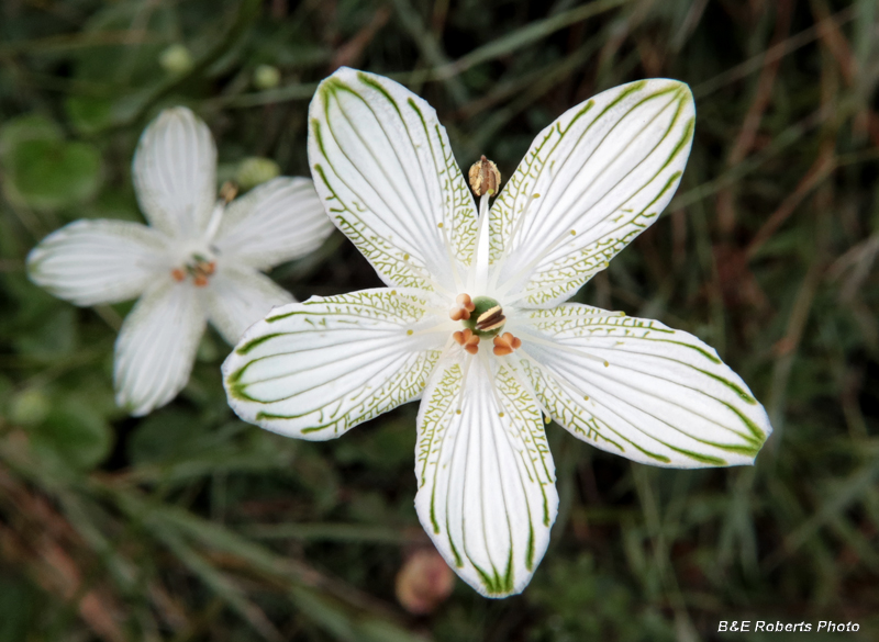 Parnassia_grandifolia