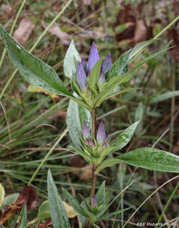 Gentiana_saponaria