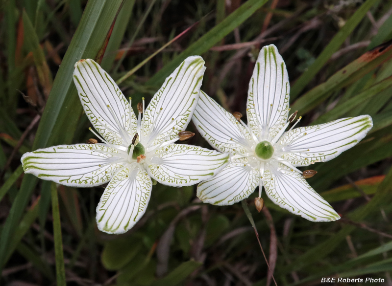 Parnassia_grandifolia