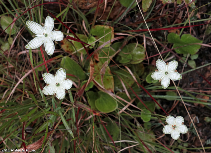 Parnassia_grandifolia