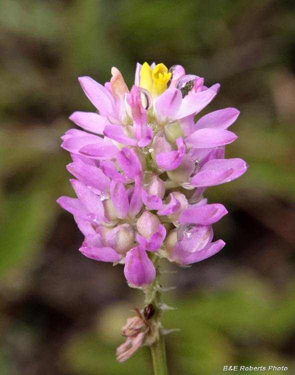 Polygala_curtissii