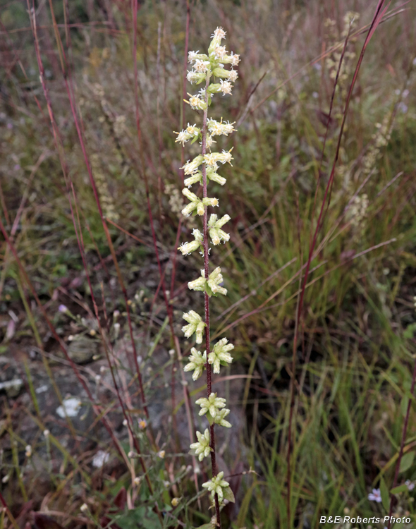 Solidago_bicolor