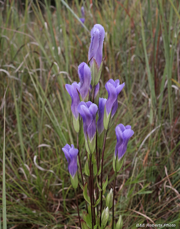 Fringed_Gentian