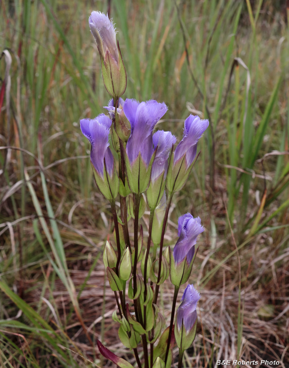 Fringed_Gentian