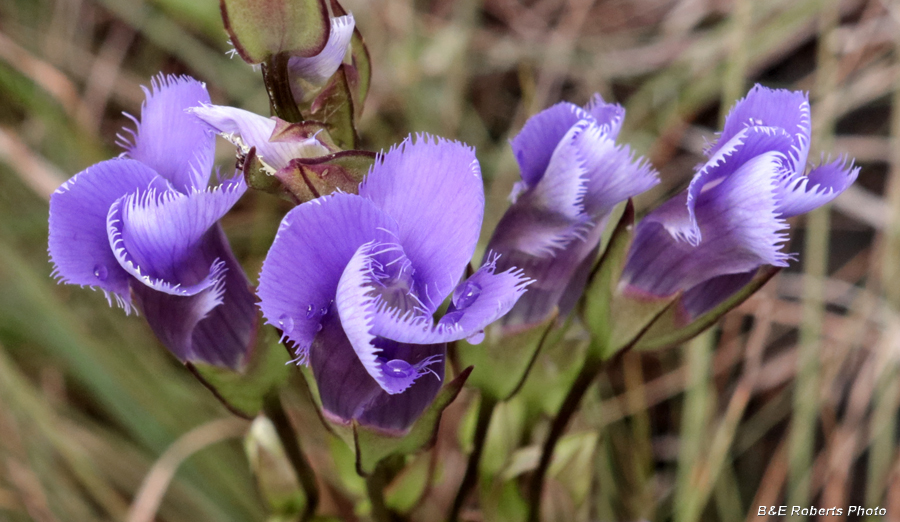 Fringed_Gentian