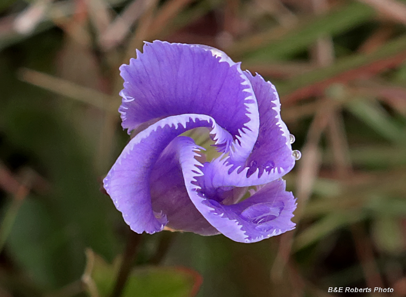 Fringed_Gentian