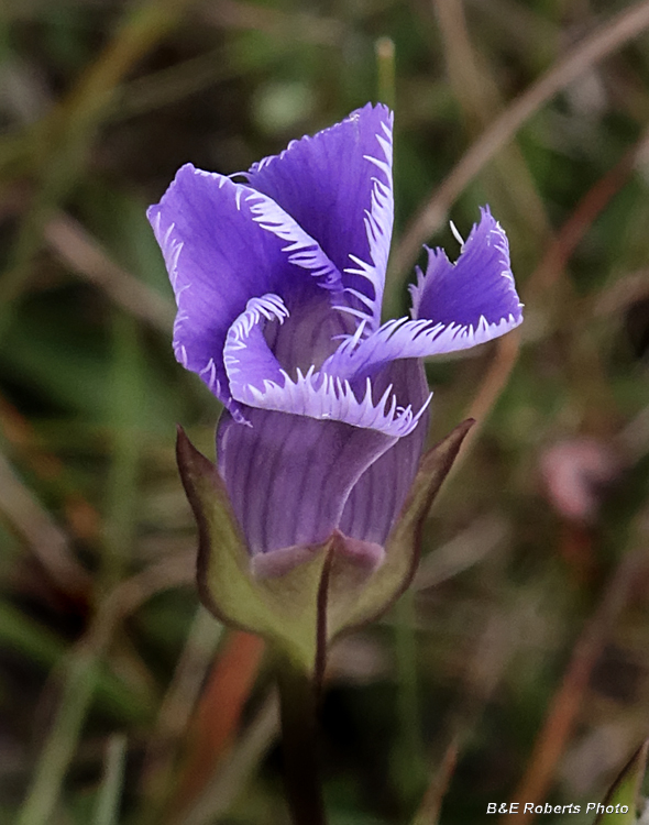 Fringed_Gentian