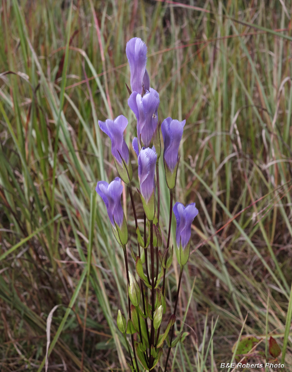 Fringed_Gentian_group