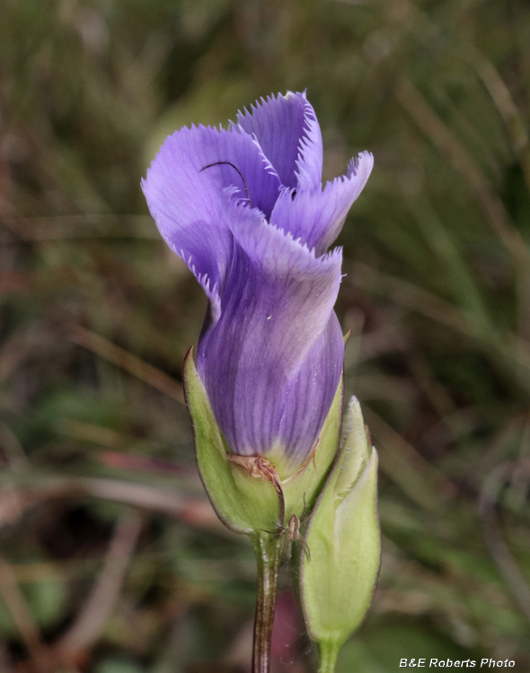 Fringed_Gentian