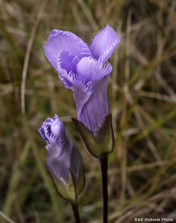 Fringed_Gentian