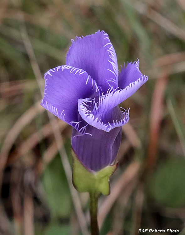 Fringed_Gentian