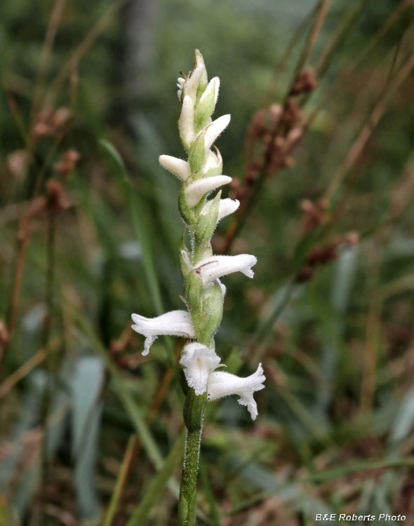 Spiranthes_cernua