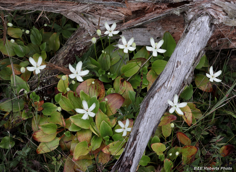 Parnassia