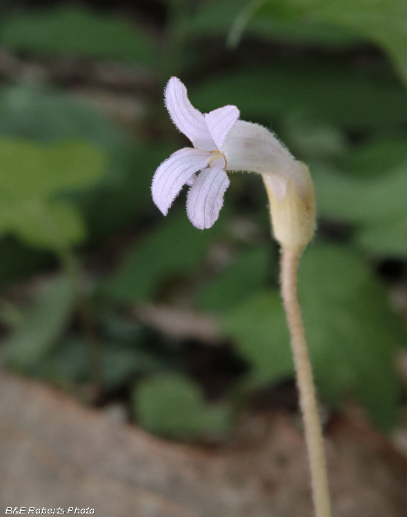 Orobanche