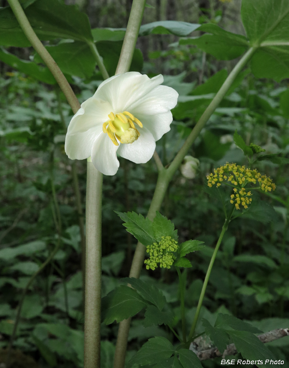 Mayapple