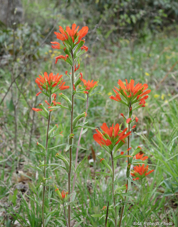 Castilleja