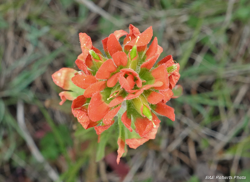 Castilleja