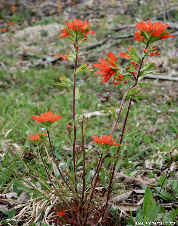 Castilleja