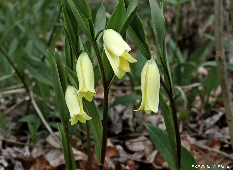 Bellwort