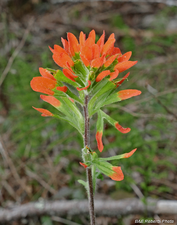 Castilleja