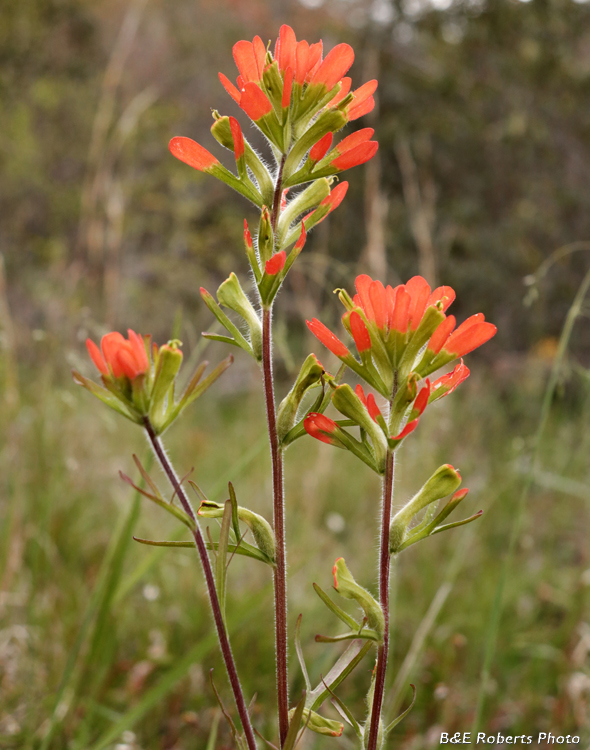 Indian_Paintbrush