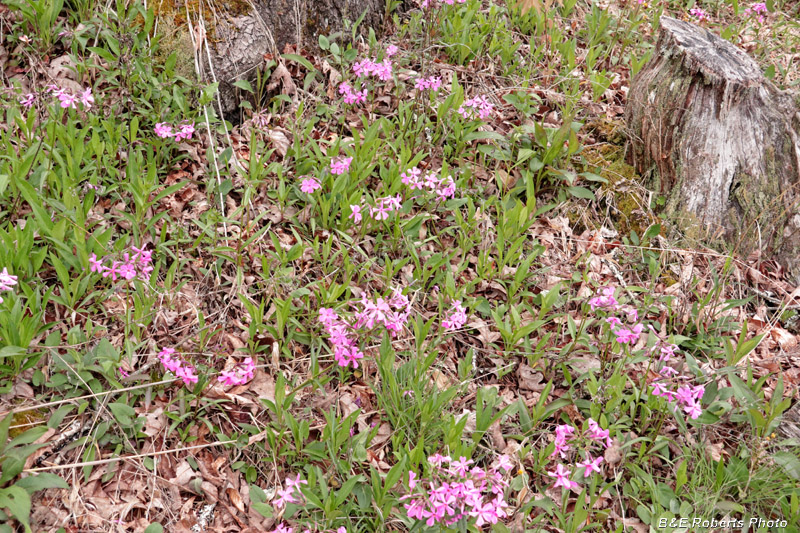 Phlox