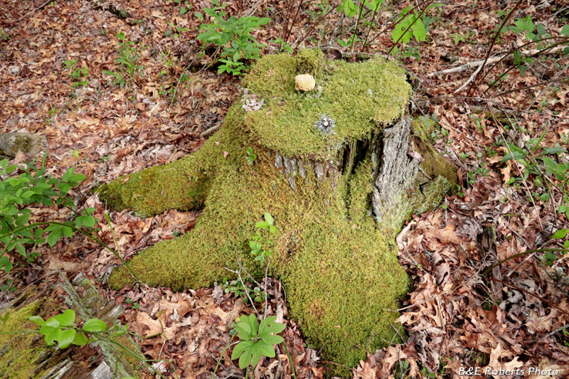 Stump