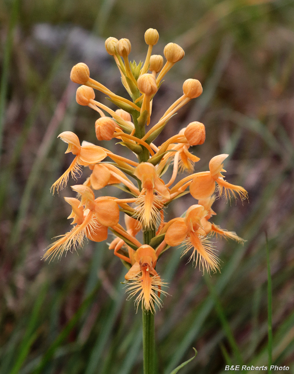 Platanthera_ciliaris