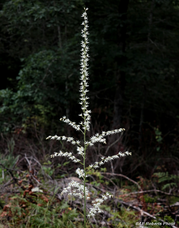 Stenanthium