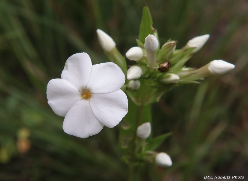 White_Phlox