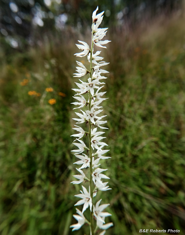 Stenanthium