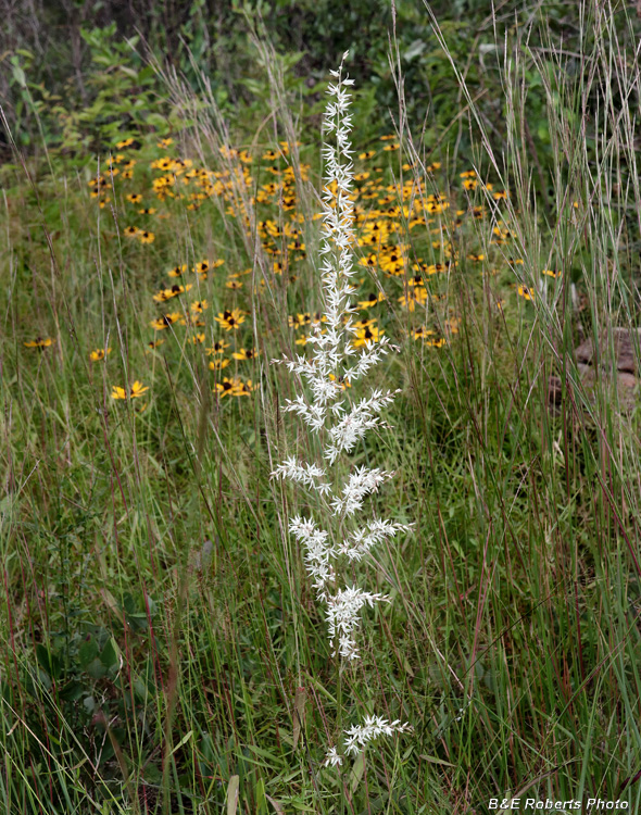 Stenanthium