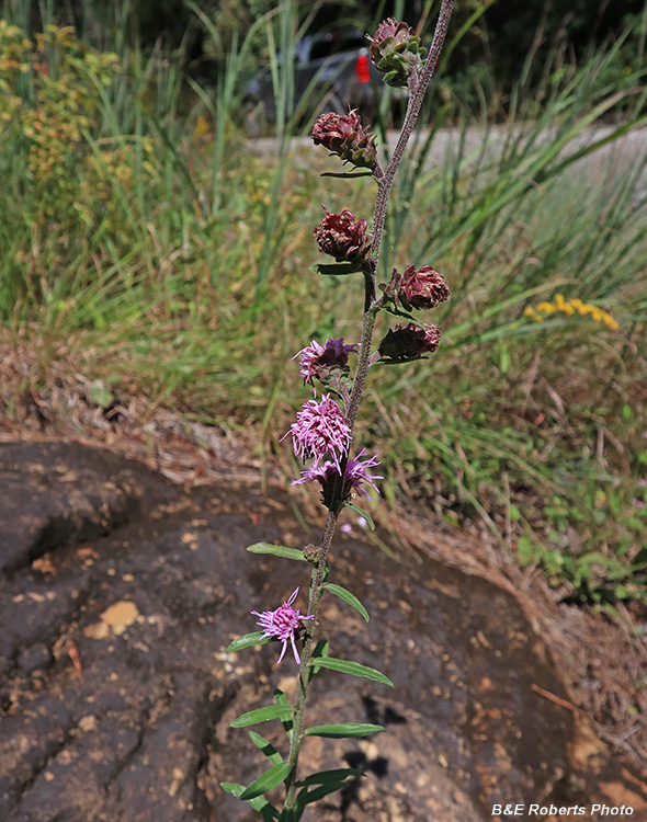 Liatris