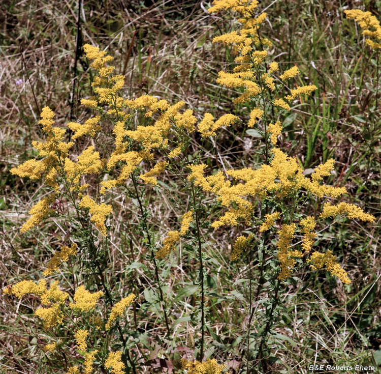 Solidago